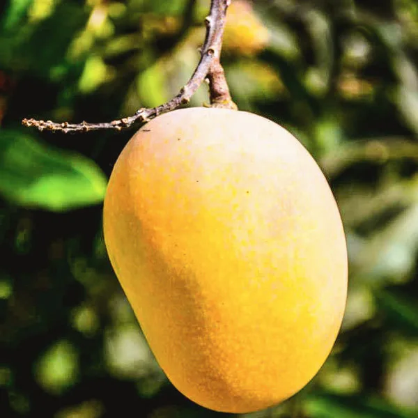 Badami (Alphonso) mangoes