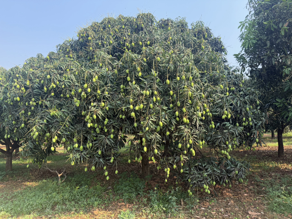 Mango orchard overview