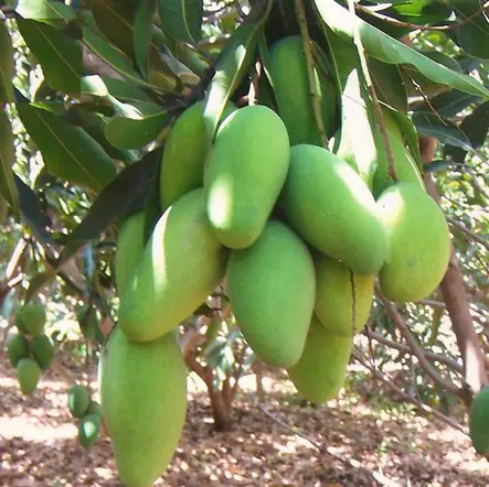 Dasheri mangoes