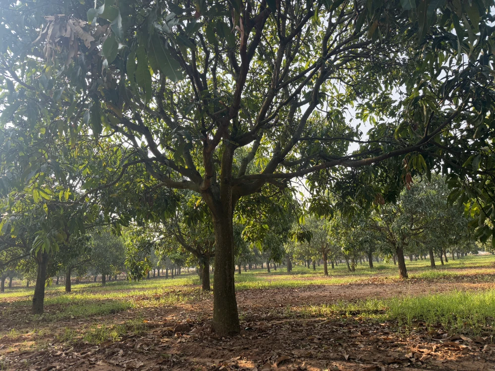 Mango orchard