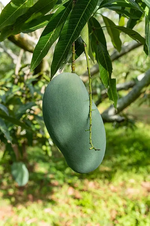 Mallika mangoes